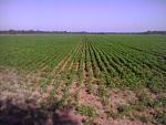 farm land