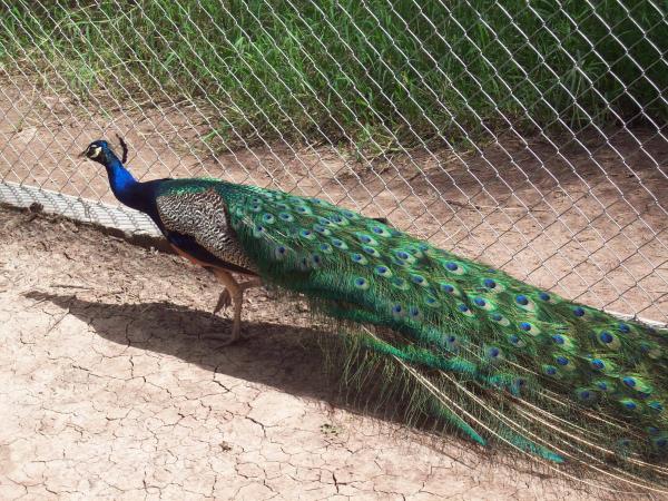 A Fugitive in the zoo