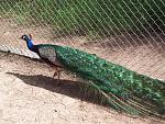 A Fugitive in the zoo
