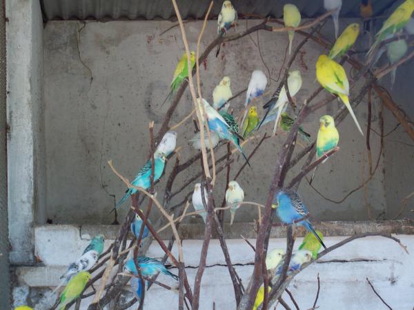 Beautiful birds