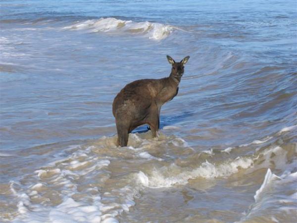 image005
