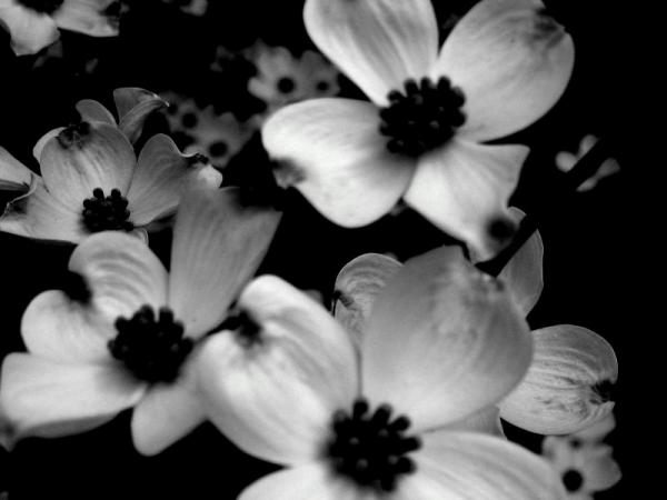 blackandwhiteflowers