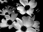 blackandwhiteflowers
