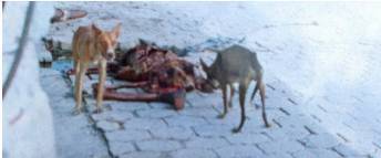 Dogs Cadaver Streetkid.jpg Thumbnail1