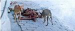 Dogs Cadaver Streetkid.jpg Thumbnail1
