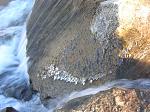 thats ICE!