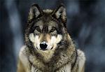 Fierceness