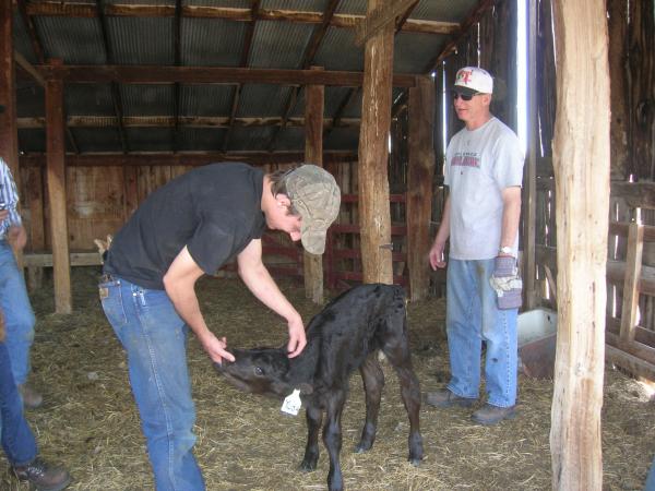 Yoda, the runt of last year. 85 lbs!!!!!!!!!!!
And people always ask why my fingers are in her mouth. 
For one, I fed her every day so she always walks up to me and wants to be fed. My fingers are the closest thing to a bottle.
Secondly, calves will headbutt a heifers utters when they are hungry. So when I dont have the bottle, she headbutts me and its usually in the crotch. So my fingers in her mouth prevent me un-needed pain.