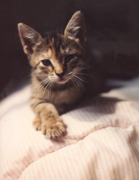 1994 �8 weeks old FOREVER YOUNG