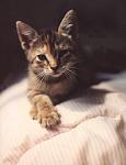 1994 �8 weeks old FOREVER YOUNG
