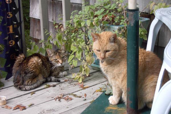 fall 2008 � Skippy with Apricot, 14 yrs old