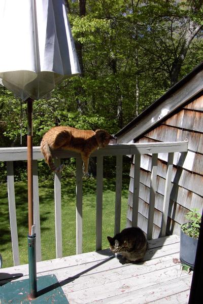 spring 2006 � Skippy with Tiger, 12 yrs old