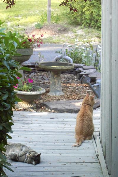 spring 2005 � Skippy with Tiger, 11 yrs old