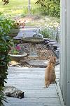 spring 2005 � Skippy with Tiger, 11 yrs old