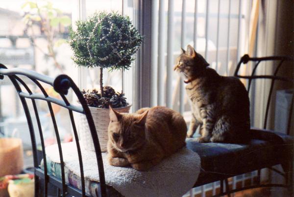 Christmas 1998 � 4 yrs old