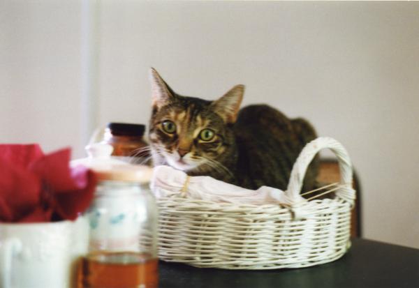 1996 � 2 yrs old