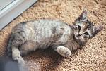 1994 � 8 weeks old