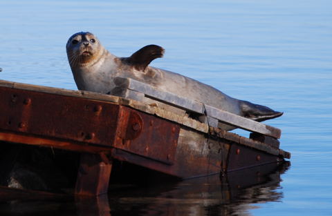 Seal
Northern, CA