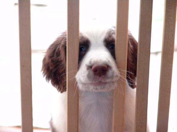 My puppy in "jail"