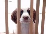 My puppy in "jail"
