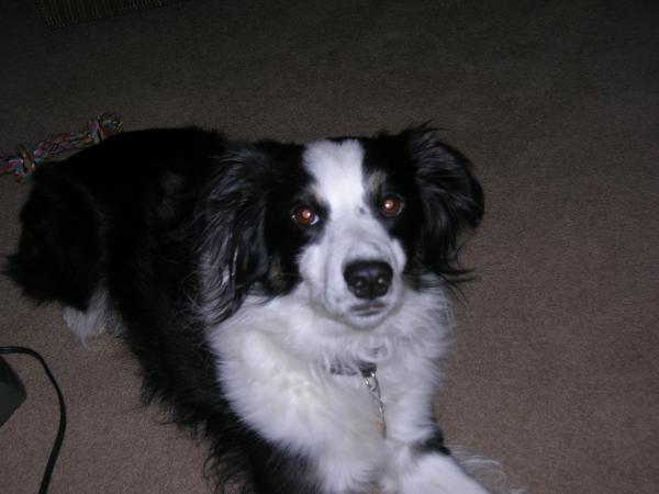 My amazing puppy.
