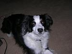 My amazing puppy.