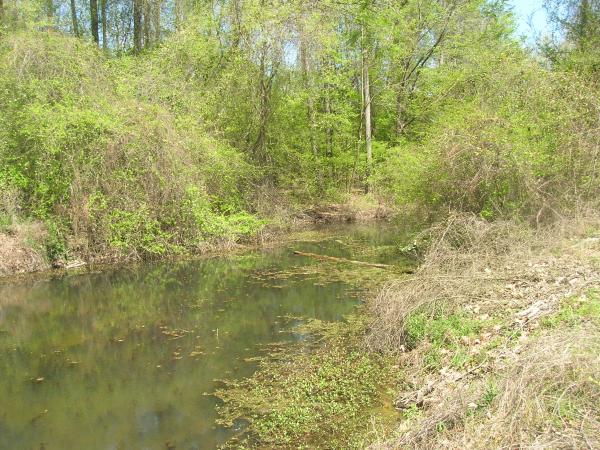 Swamp