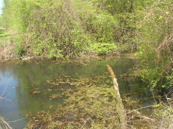Still a swamp