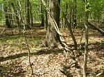 Cool vine