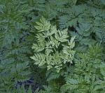 Green Fern for profile