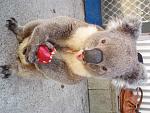 Eddie got the apple he was after in the last pic.