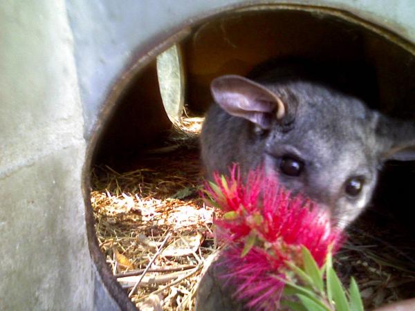 Shy possum
