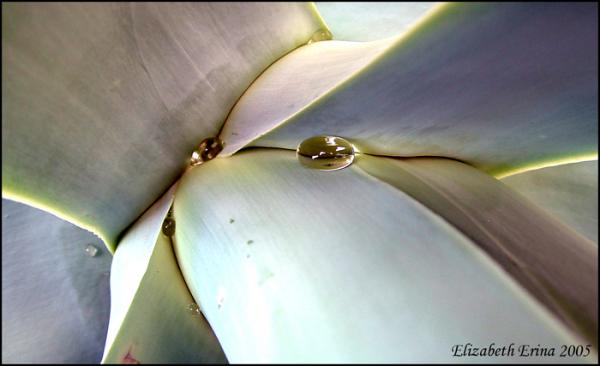 An Agave plant
