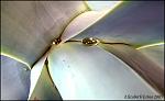 An Agave plant