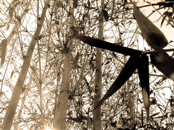 Bamboo in sepia
