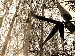Bamboo in sepia