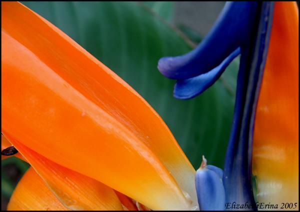 Bird of Paradise