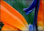 Bird of Paradise