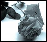 Melencholy rose