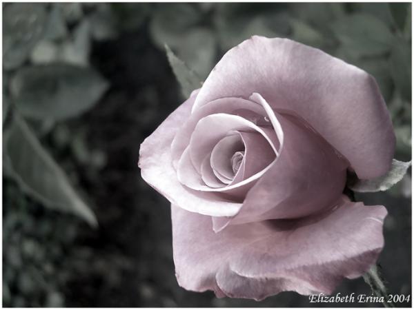 classic rose