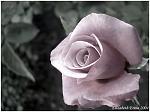 classic rose