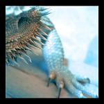 Bearded Dragon