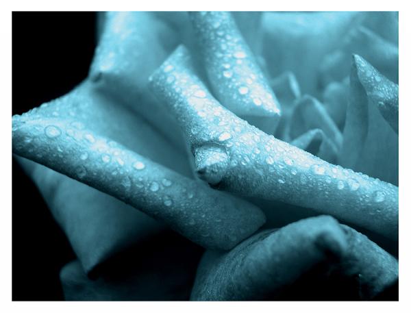 dew