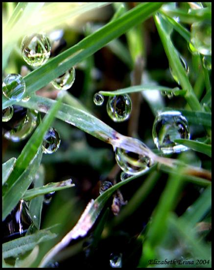 Fresh grass