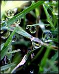 Fresh grass