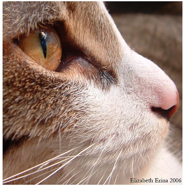 Cat's eye