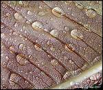 Leaf Detail