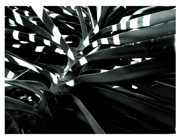 lines and shadows