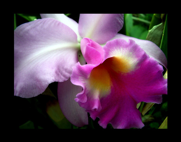 Orchid