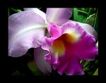 Orchid